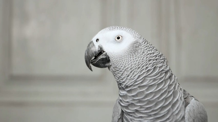 U studiji učestvovalo 18 odabranih ptica