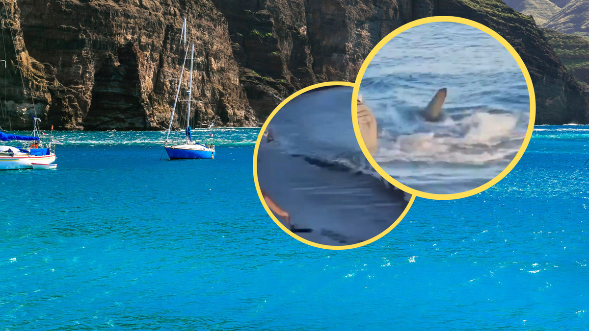 Rekin młot wywołał panikę na plażach Gran Canarii. Turyści wszystko nagrali