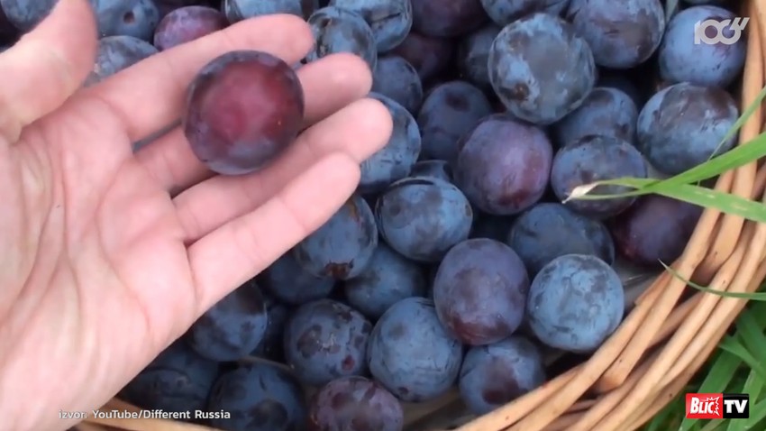 Prognozirani rod pojedinih sorti šljive biće manji čak za pola