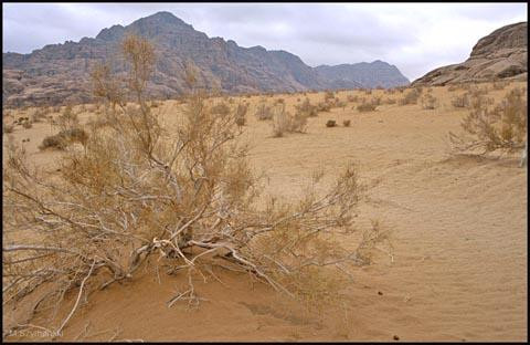 Galeria Jordania - pustynna przygoda, obrazek 24