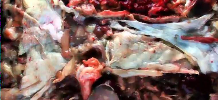 Mięsny Doom, globusowy hadouken – zobaczcie przedziwne wideo