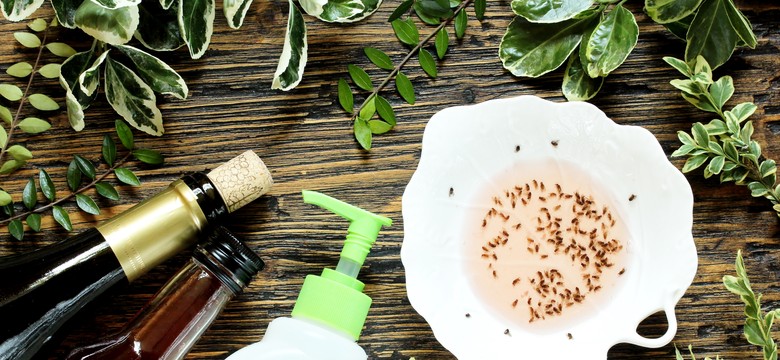 Jak odstraszać muchy z domu i ogrodu? 12 skutecznych, naturalnych metod