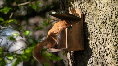 co jedzą wiewiórki? jak dokarmiać je zimą w ogrodzie? wskazówki eksperta