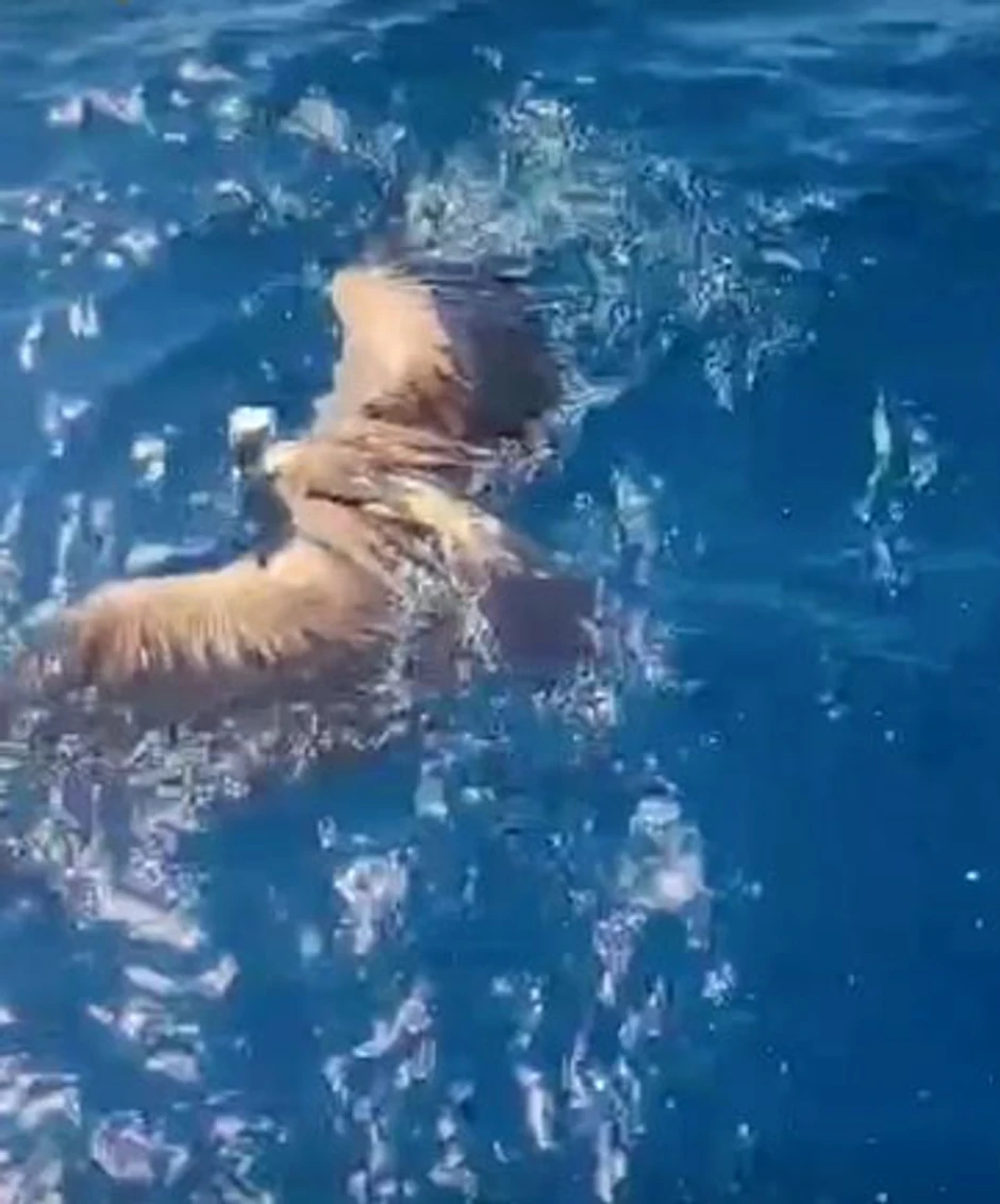 Porodica spasila beloglavog supa u Hrvatskoj