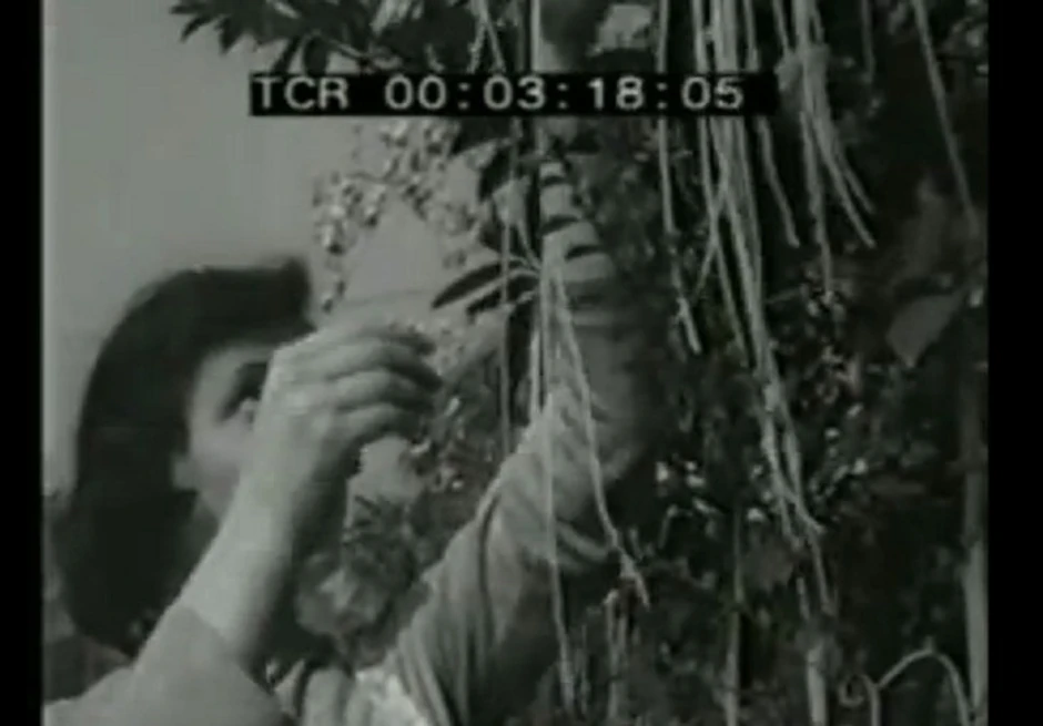 Dobro je rodilo: Prvoaprilsko branje špageta s grana