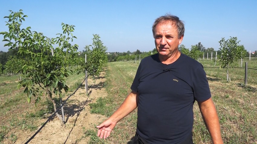 Miodrag Pavlović u svom zasadu