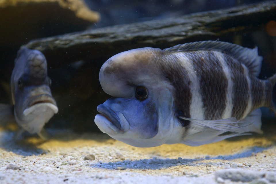 TORUŃ OCEANARIUM I TERARIUM