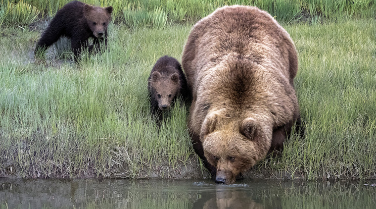 A grizzly medvék először csak az orrukat dugták bele a hideg
vízbe / Fotó: Northfoto