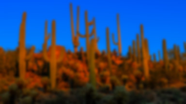 Park Narodowy Saguaro walczy ze złodziejami słynnych kaktusów