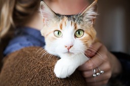 Masz kota? W tym QUIZIE musisz mieć przynajmniej 10/13