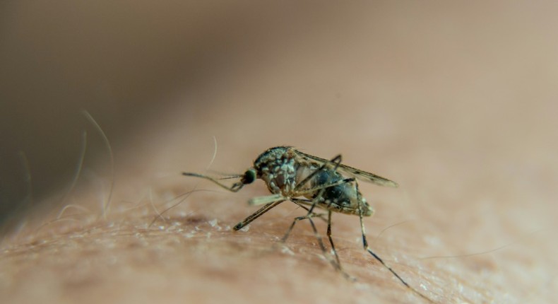 The Center for Malaria Studies in Caracas treats the mosquito-borne illness in a country suffering with acute shortages of medicine and other basic necessities