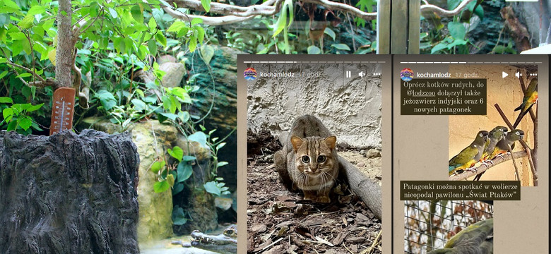 Nowe gatunki w łódzkim zoo: kotki rude, jeżozwierz indyjski i emu