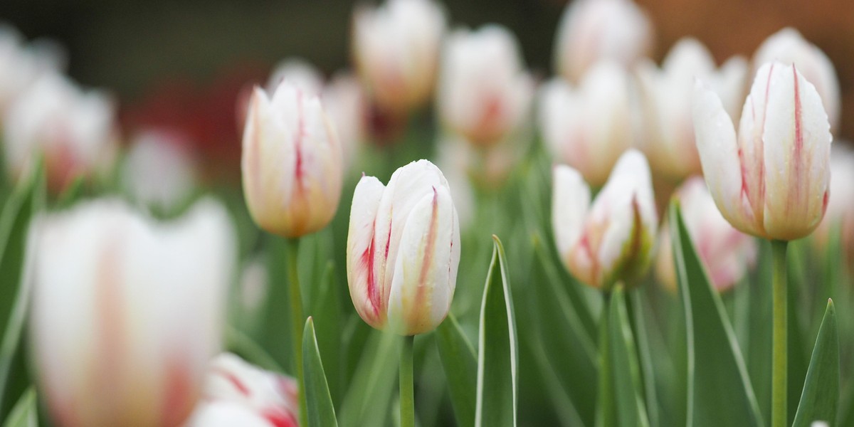 Ogród botaniczny wreszcie otwarty