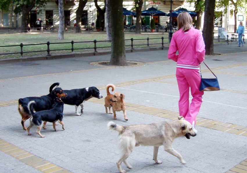 Traže ljubav i pažnju: Napušteni psi