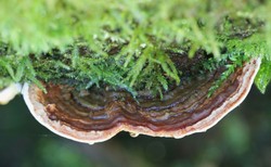 Grzyb, który niszczy komórki raka jelita grubego