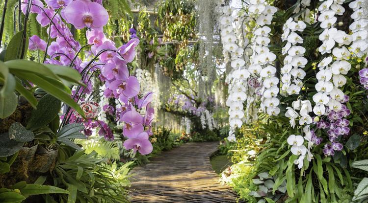 Így lehet csodálatos az orchideánk. Fotó: Getty Images