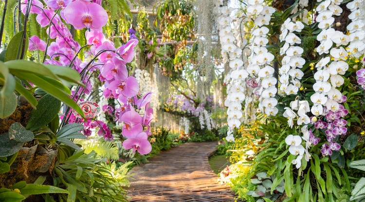 Így lehet csodálatos az orchideánk. Fotó: Getty Images