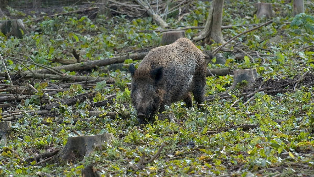 Dziś na terenie województwa lubelskiego rusza akcja poszukiwania padłych dzików. Służby weterynaryjne przy pomocy wojska będą przeczesywać kilka powiatów. W sumie w akcji weźmie udział około 100 osób i potrwa do 9 listopada. Wczoraj w powiecie bialskim znaleziono jedno martwe zwierzę.