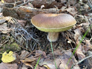 Mandat za zbieranie grzybów 2025 - nawet 500 zł kary! Gdzie jest zakaz zbierania grzybów w Polsce?