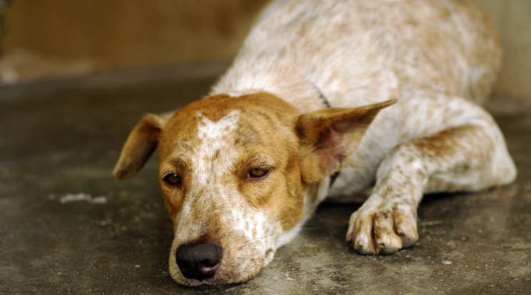  Kiszúrta szemét a kutyának a kegyetlen állatkínzó / Illusztráció: Northfoto