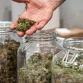 Legalna marihuana zmienia światowy rynek. Branża kiełkuje, ale już przynosi miliardowe zyski