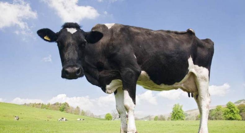 Cows named the most dangerous animal in Britain