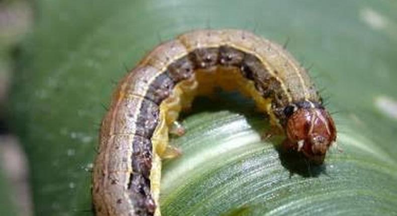 Invasive army worms threaten annual harvest in Volta Region