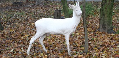 Albinos szuka domu. Uważajcie na rogi