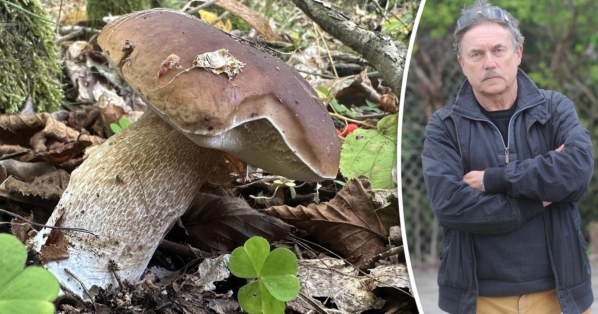 Właściciel skupu grzybów o tegorocznych zbiorach: Podgrzybki, jak nieapetyczne