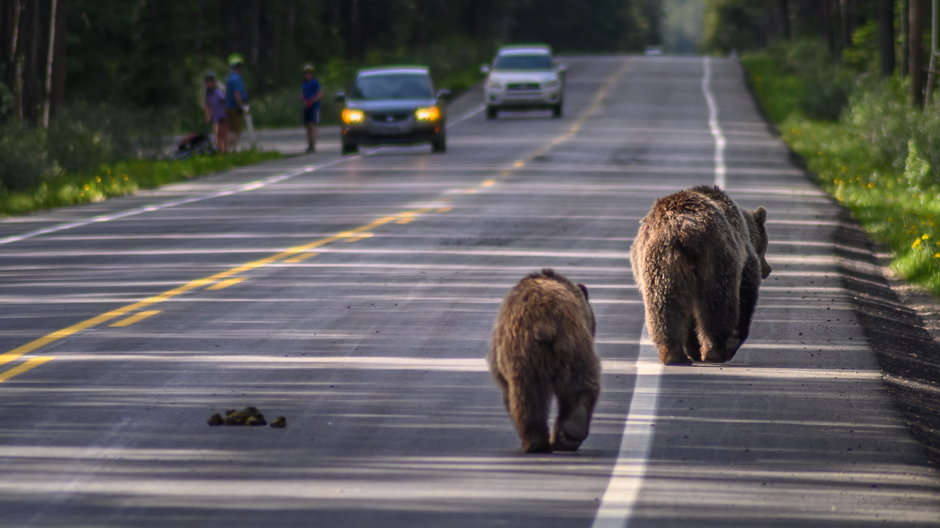 Niedźwiedzie w Parku Narodowym Banff, Kanada