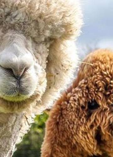 Sumptuousfete Cute Animals Alpaca Funny Funny Animals