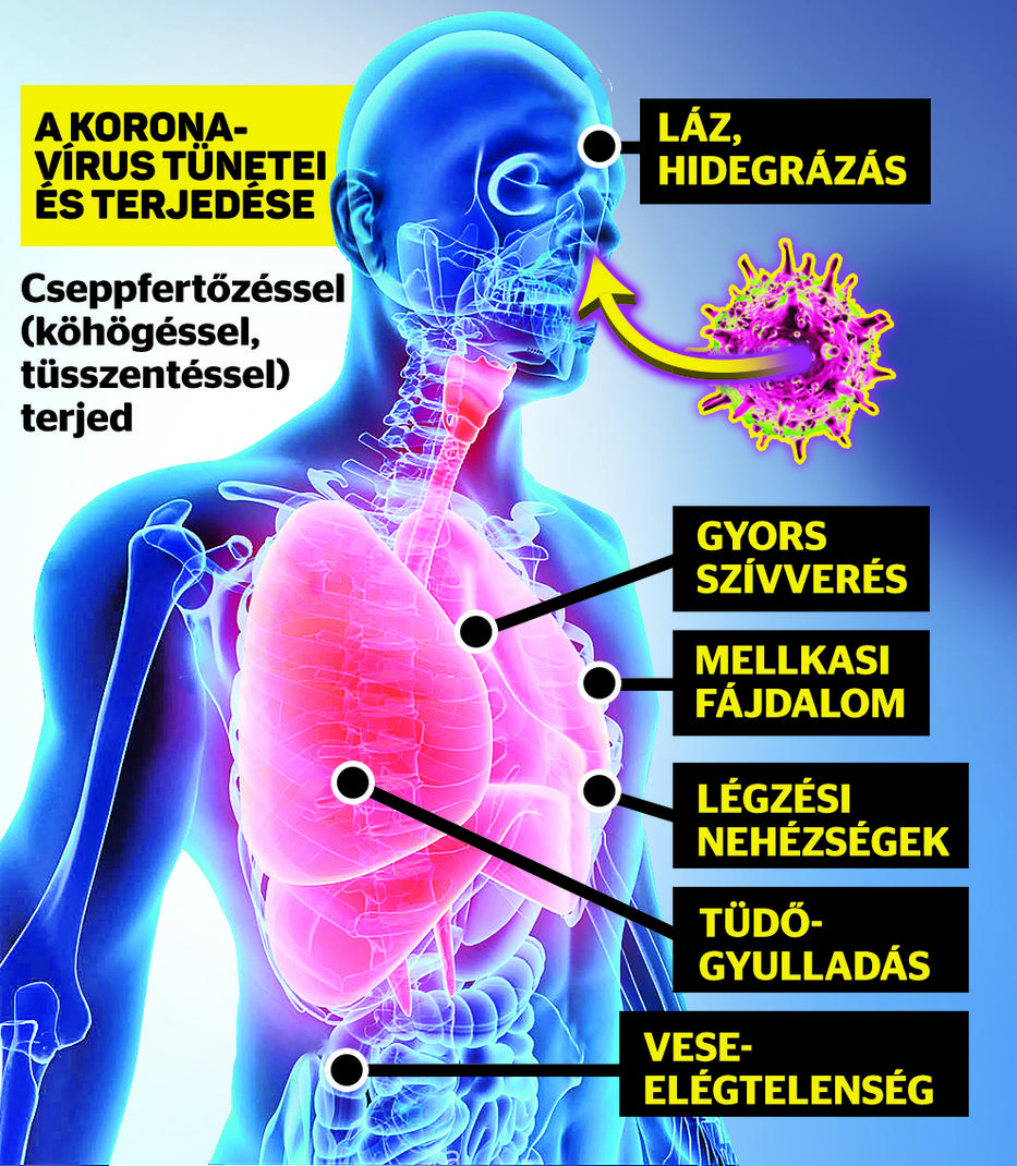 Grafikánk azt ábrázolja, milyen tünetekkel jelentkezik a koronavírus. Egy részük megtévesztően hasonlít az influenza tüneteire. Ha beteg, semmiképp ne menjen dolgozni, viszont azonnal forduljon orvoshoz!