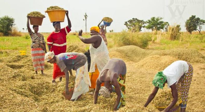 Nigeria now produces 8m metric tonnes of rice yearly, as CBN disburses N40bn to RIFAN  [Amiloaded]