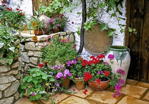 Dragoljub je cveće koje cveta najbrže na svetu: Idealan je i za baštu i za terasu (Ilustracija)