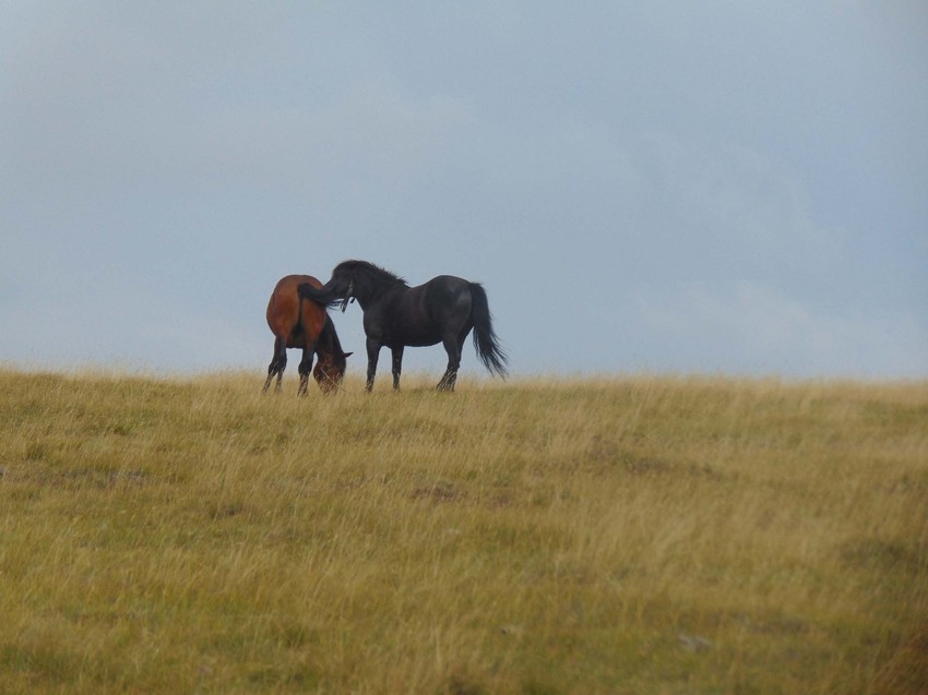 Nedaleko od centra Zlatibora
