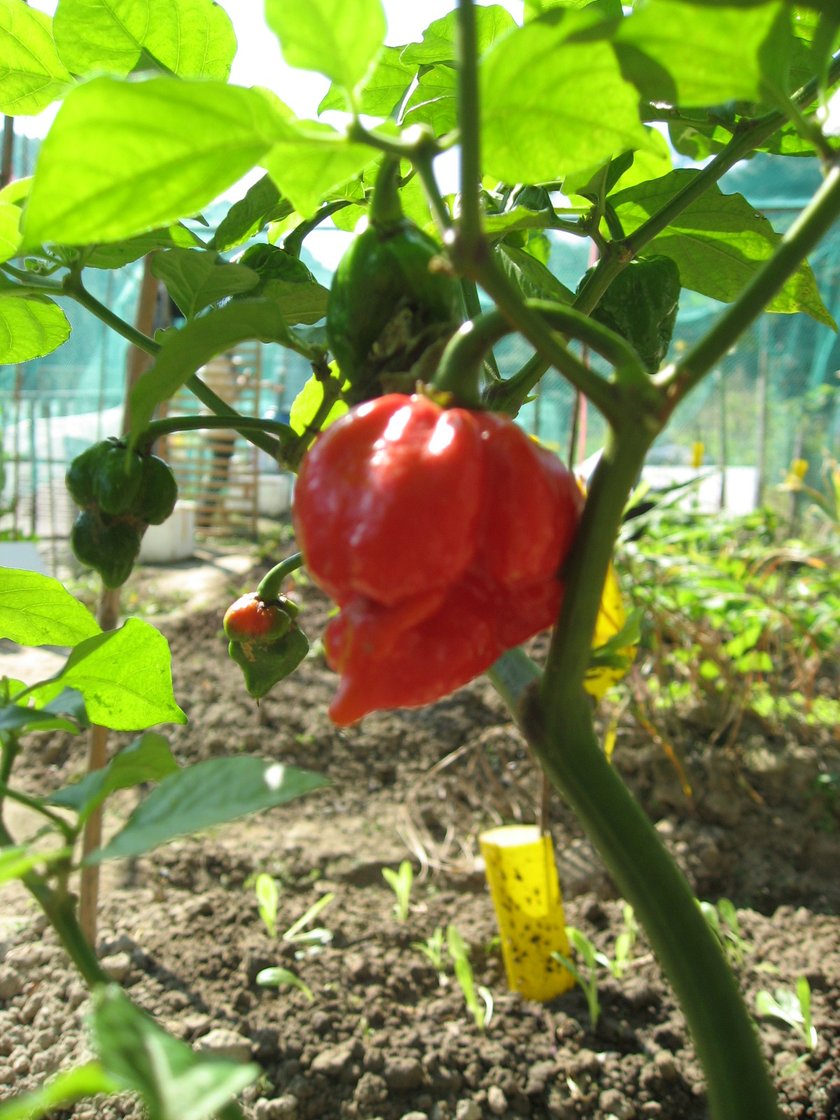 Papryka Trinidad Scorpion Butch