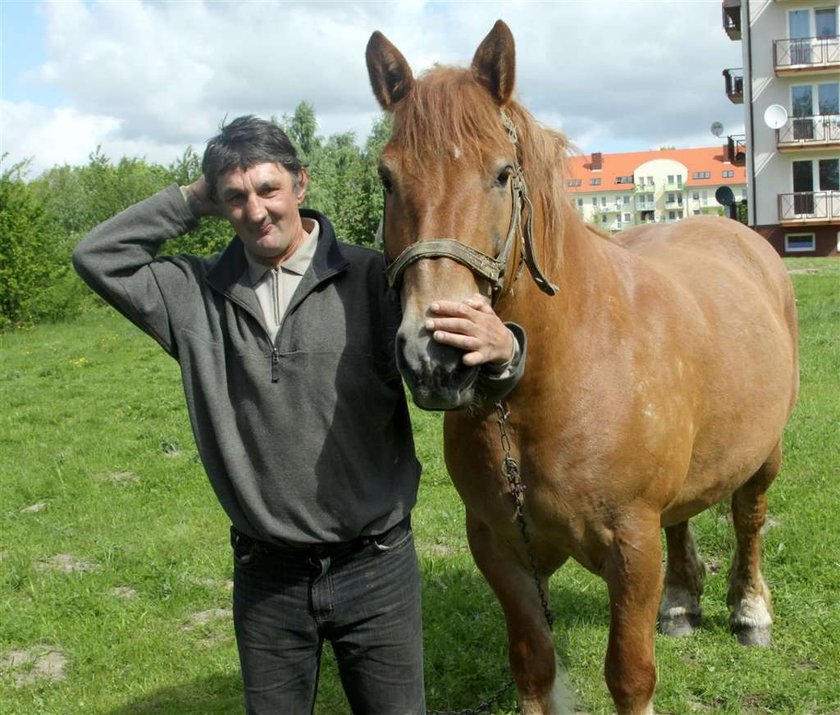 Przecież koń był trzeźwy..