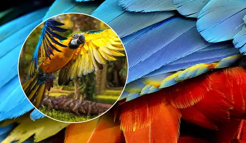 Naukowcy odkryli starożytny wzór ukryty w ptasich piórach