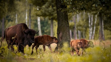 Leśnicy planują utworzenie stada żubrów w Puszczy Augustowskiej