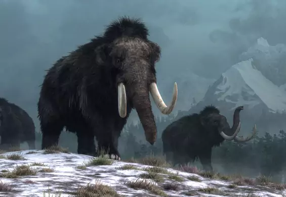 Naukowcy chcą wskrzesić mamuty. Już za sześć lat mają pojawić się pierwsze okazy