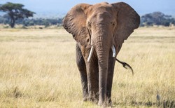 Przerażające nagranie z Indii. Słoń próbował stratować turystów