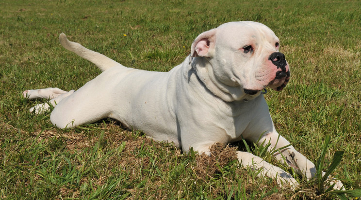 Késsel vágták át az amerikai bulldog torkát /Illusztráció: Northfoto