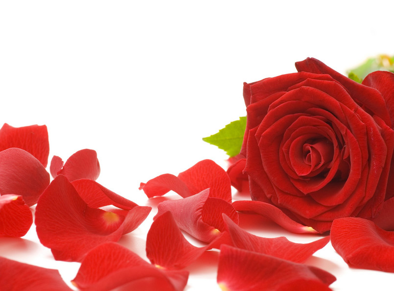 Nalewka z płatkami róż i miodem działa silnie rozgrzewająco, leczy chore gardło i poprawia apetyt