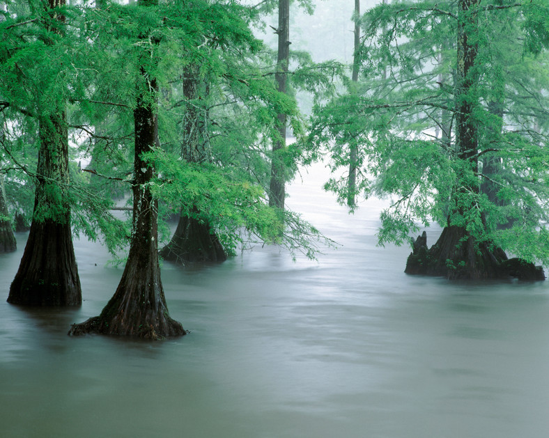 Cypryśniki błotne (Taxodium distichum)