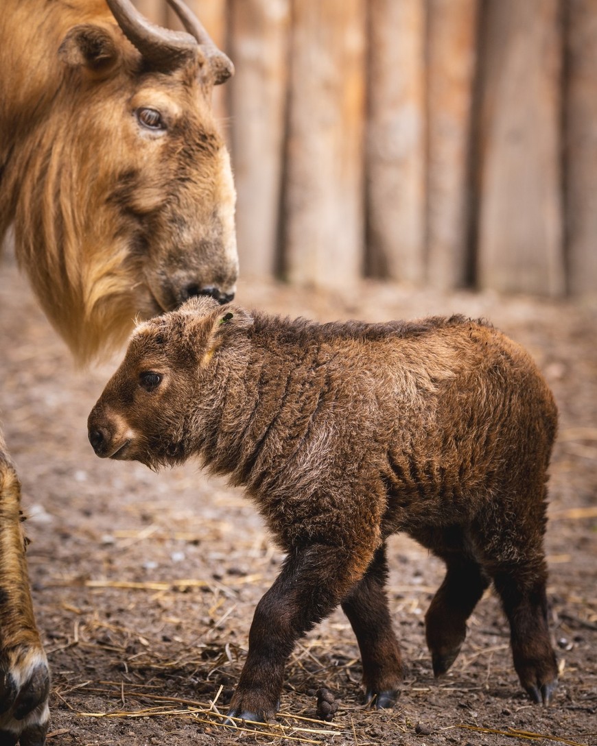 Młoda samiczka takin złotego i mama  