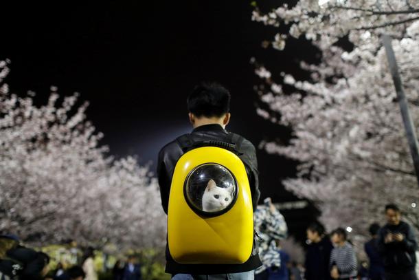 A man carries his pet cat as he walk under the cherry blossoms at Tongji University in Shanghai