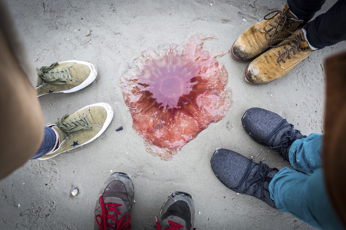 Pink jellyfish swarm beaches of Lübeck Bay in the Baltic