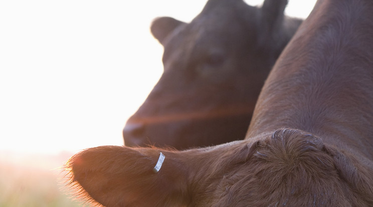 Kétfejű tehén született! / Fotó: Northfoto