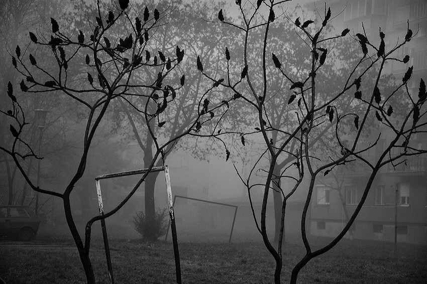 Ištvan Virag: In fog