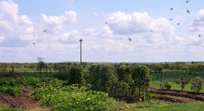 A portion of the farm at Zoho's headquarters.